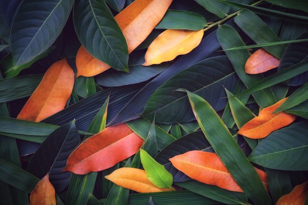 彩色的绿叶作为背景图片下载