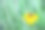 植物图片素材ID：319463730