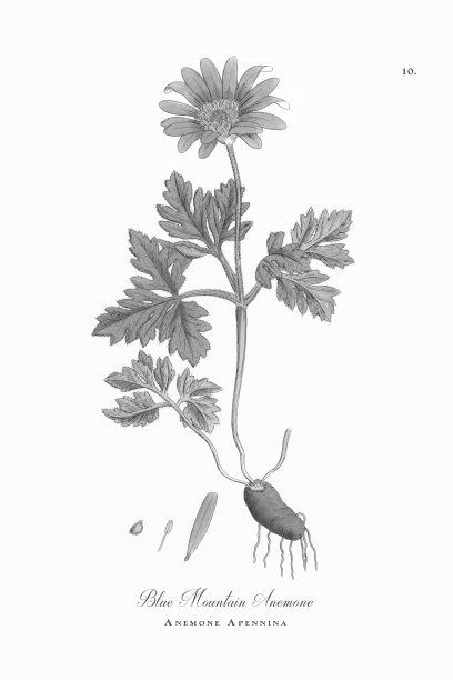 蓝山海葵，海葵，海葵Apennina，维多利亚植物学插图，1863图片下载