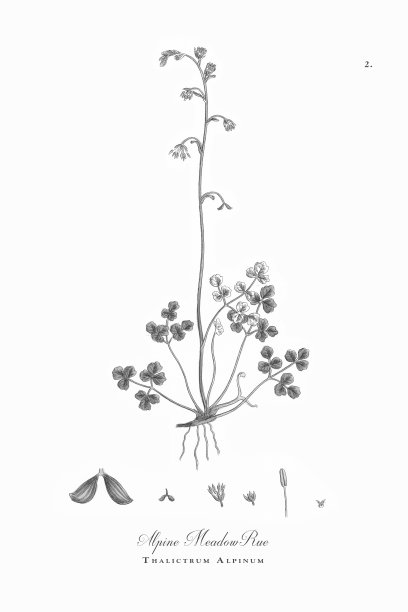 阿尔卑斯草甸街，Thalictrum Alpinum，维多利亚植物学插图，1863年图片下载