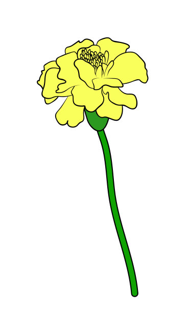 万寿菊花矢量图图片下载