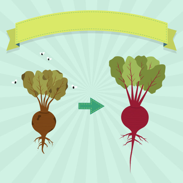 腐烂的甜菜图片下载