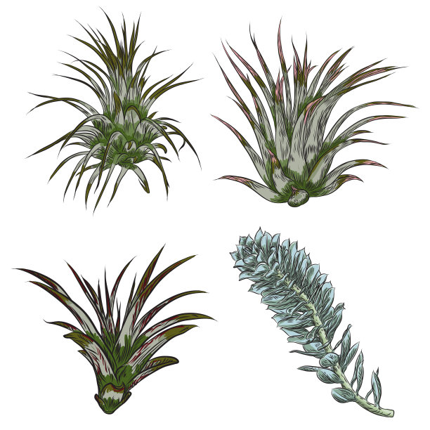 斯堪的纳维亚风多肉植物设计矢量素材图片下载