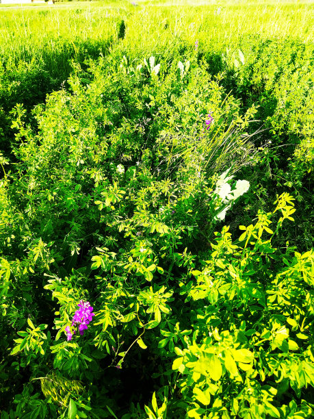 绿色的方法图片下载