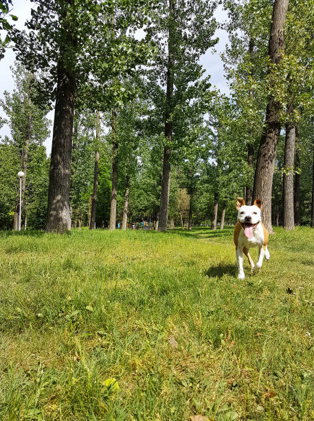 快乐的狗跳过绿色的草地图片下载