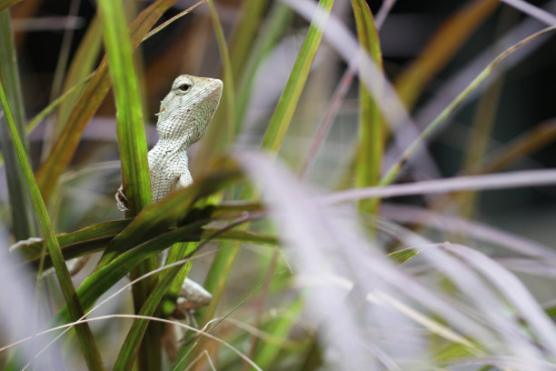 绿色的变色龙站在丛林的树叶上，小蜥蜴龙捕食昆虫为食，动物野生动物为背景，家庭装饰图片图片下载