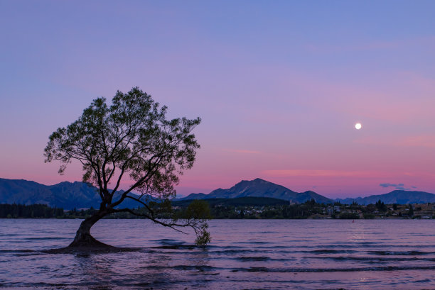 Wanaka树在日落时间与月亮图片下载