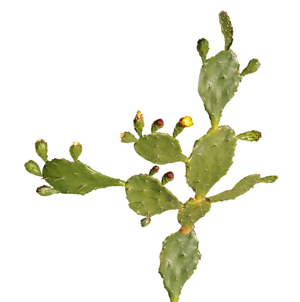 仙人掌的特写图片下载