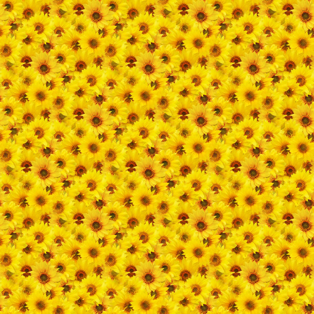 花的背景图片下载