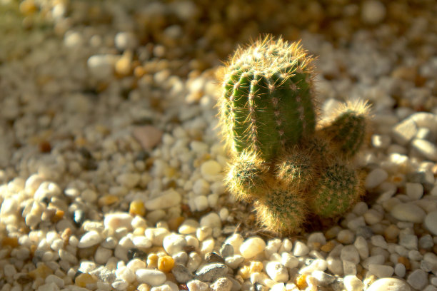 地上的仙人掌用白色的小石头装饰。图片下载