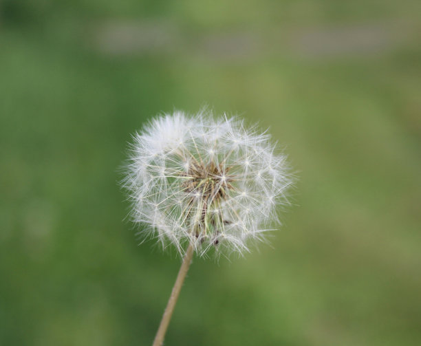 闪耀的黄油图片下载