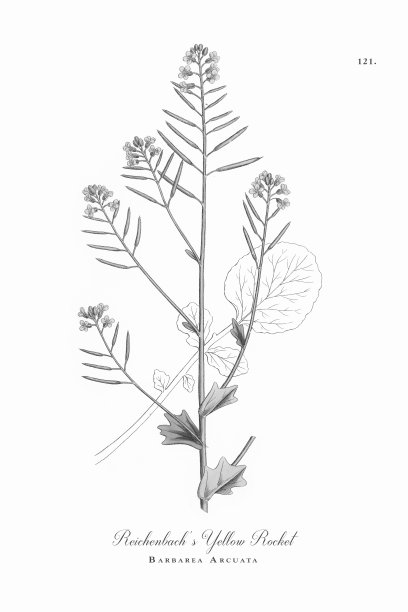 莱辛巴赫的黄色火箭，巴巴利亚弧形地带，维多利亚植物学插图，1863年图片下载