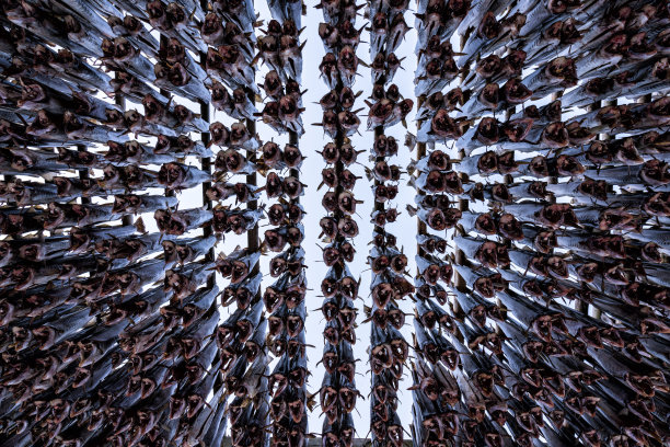 鳕鱼的抽象照片在勒内，挪威。罗弗敦群岛图片下载