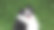 快乐的边境牧羊犬在草地上玩耍图片下载