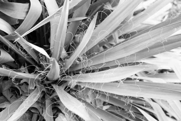 有机的自由感图片下载