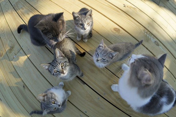 无家可归的饿猫一家人在等待食物图片下载