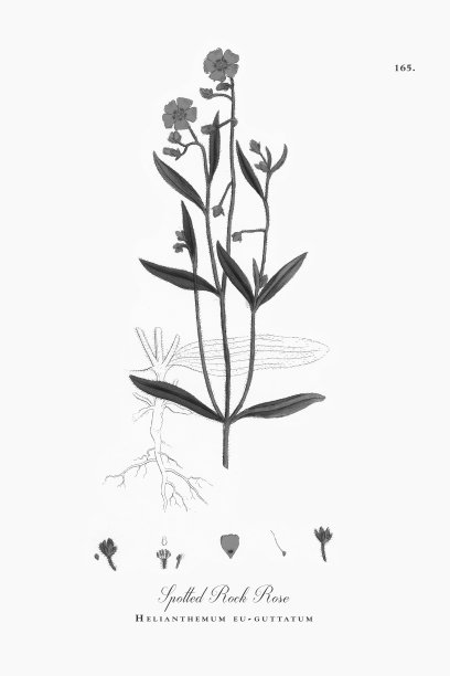 斑岩玫瑰，向日葵，维多利亚植物学插图，1863年图片下载