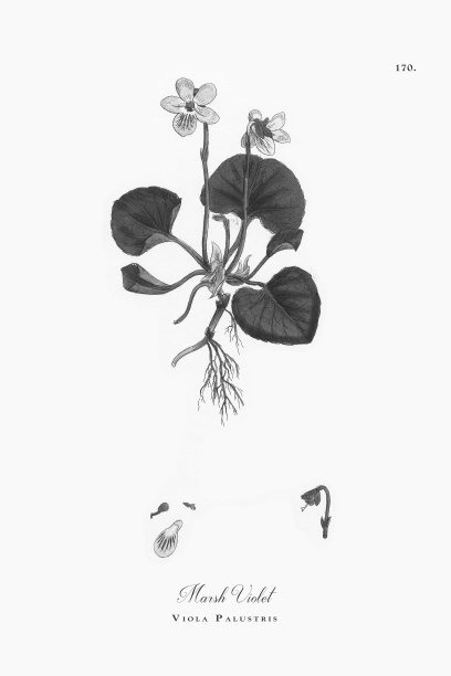 沼泽紫罗兰，紫罗兰，维多利亚植物学插图，1863年图片下载