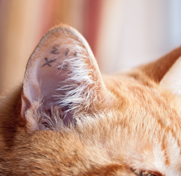 耳朵上有猫的纹身图片下载