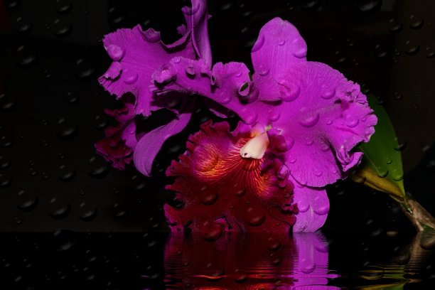 美丽的兰花Wakasugi图片下载