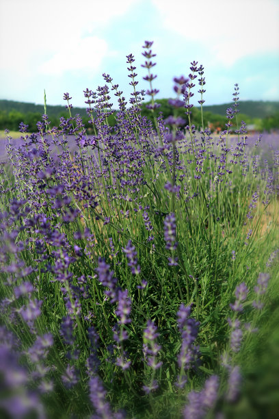 薰衣草开花三世。图片下载