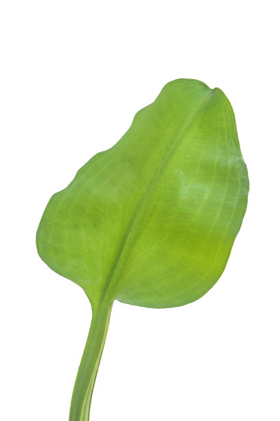 凤眼蓝（Eichhornia crassipes）图片下载