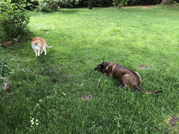 狗和猫在花园里图片下载
