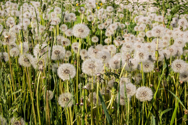 白色的蒲公英图片下载
