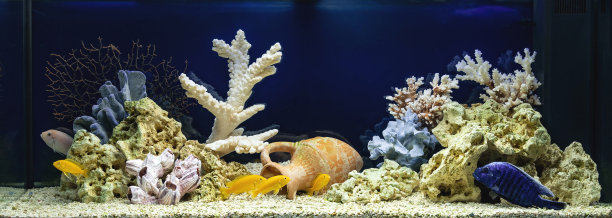 仿海风格慈鲷科的淡水水族馆图片下载