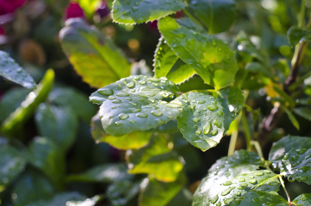 植物图片素材ID：319650846