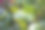 植物图片素材ID：319650846