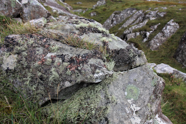 地衣覆盖的岩石，苏格兰图片下载