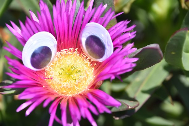 卡通眼睛花朵图片下载