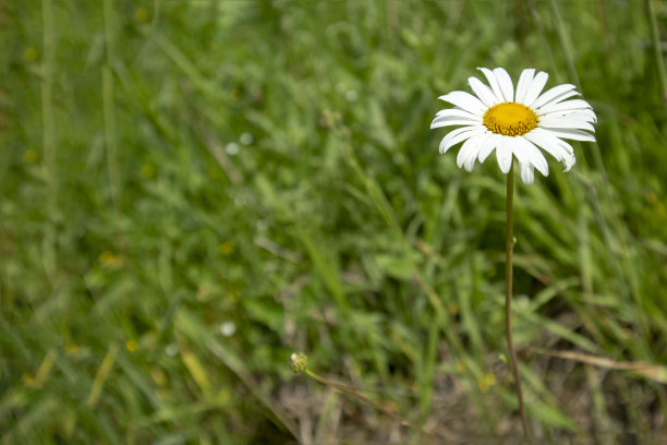 简单的照片背景图案的洋甘菊在草谷图片下载