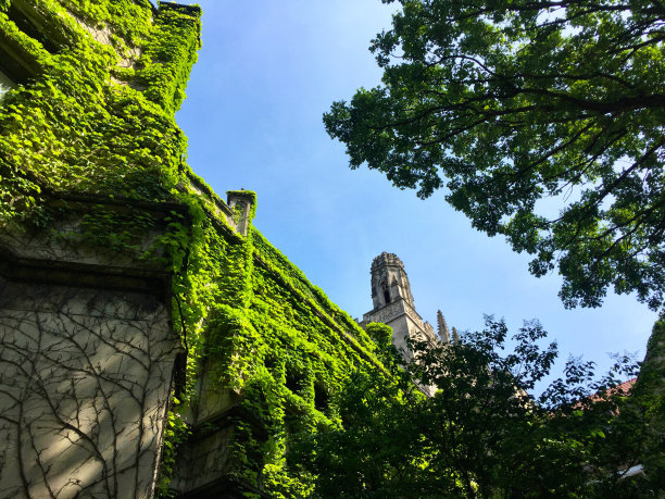 校园爬藤图片下载