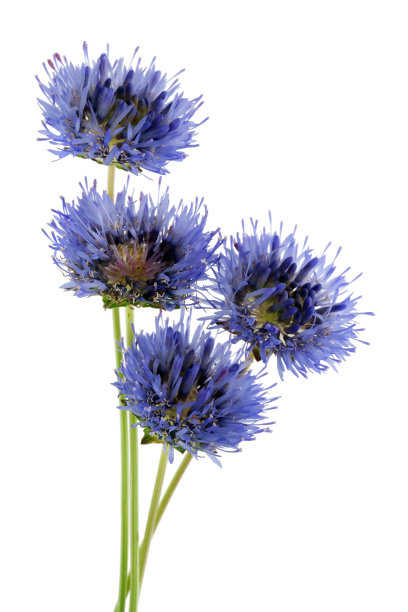 四朵真正的微型蓝色矢车菊，长在细细的绿色茎上。图片下载