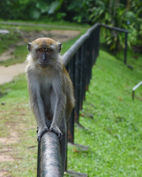 猴子在栏杆上图片下载