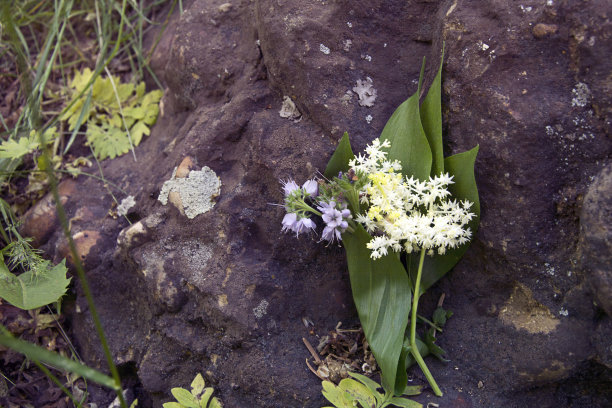 野花在岩石图片下载