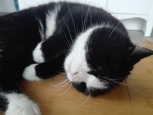 黑猫在睡觉。图片下载