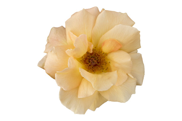 一朵“最大的蔷薇”，玫瑰，桃，橙色花，孤立在白色上。图片下载