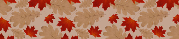 全景秋天的图案从干的黄色橡树叶和干的红色枫叶在黄色的背景图片下载