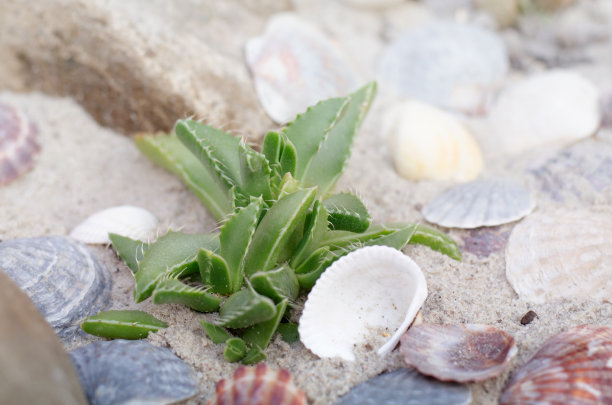 多汁的仙人掌对灰色的石头图片下载