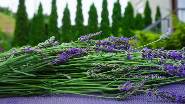 一束薰衣草图片下载