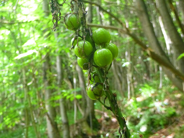 森林中的野生植物图片下载
