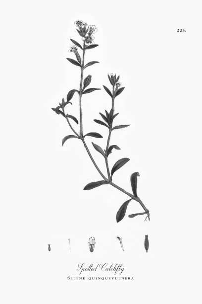 斑点捕蝇，Silene quinquevulnera，维多利亚植物学插图，1863年图片下载