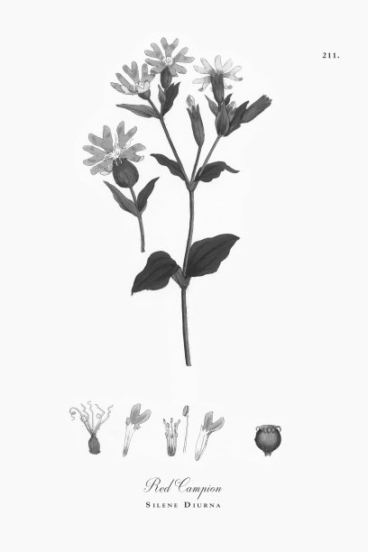 Red Campion, Silene Diurna，维多利亚植物学插图，1863年图片下载