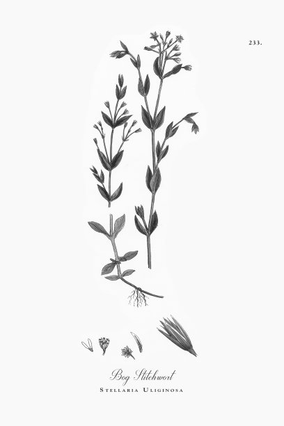沼泽针草，Stellaria Uliginosa，维多利亚植物学插图，1863年图片下载