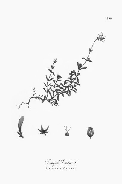 流苏草，纤毛Arenaria Ciliata，维多利亚植物学插图，1863年图片下载