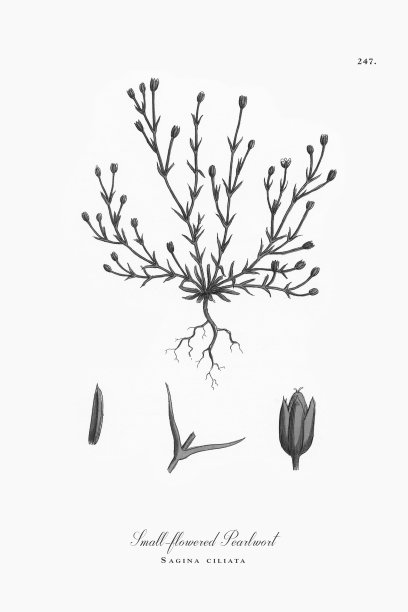 小花珍珠草，萨吉纳纤毛，维多利亚植物学插图，1863年图片下载