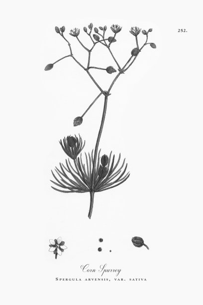 玉米斯普雷，Spergula arvensis，维多利亚植物学插图，1863年图片下载